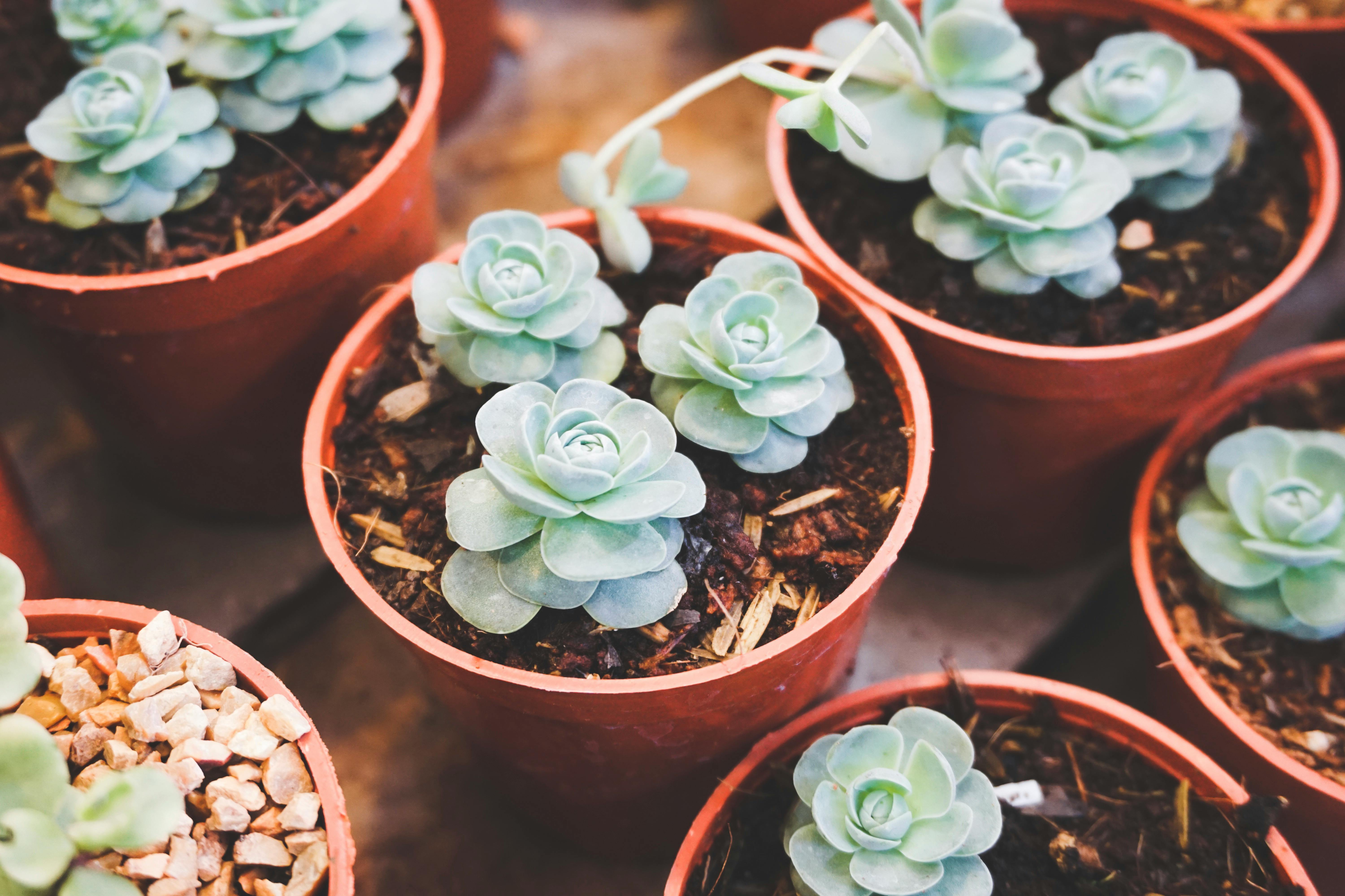 Top view of green succulents in pots, showcasing vibrant and natural textures.